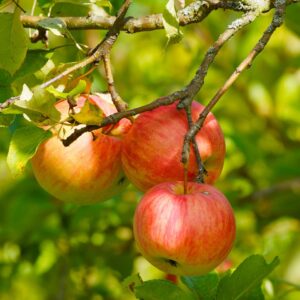 fruit, nature, apples, red fruits, fruit tree