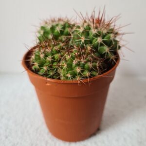 Cactus mini