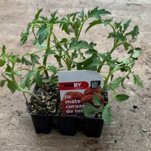 Pack 6 tomates