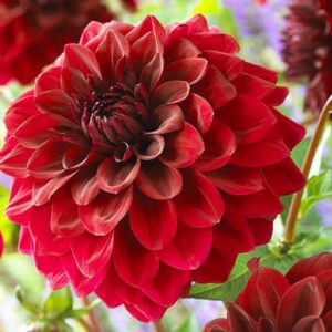 Dalia