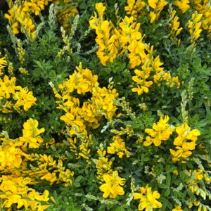 Cytisus