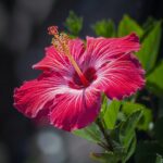 Hibiscus