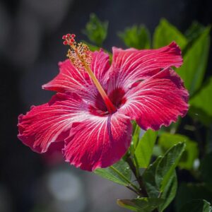 Hibiscus