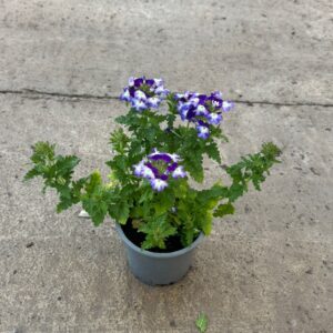 Verbena pequeña