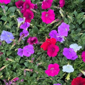 Petunia mini
