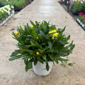 Flor de papel