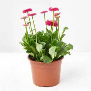 Bellis