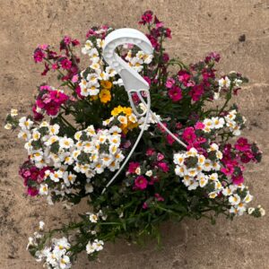 Nemesia
