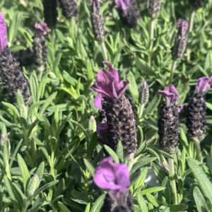 Lavanda stoechas