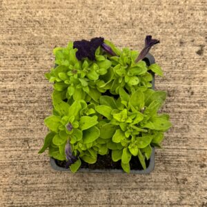 Pack 4 petunias