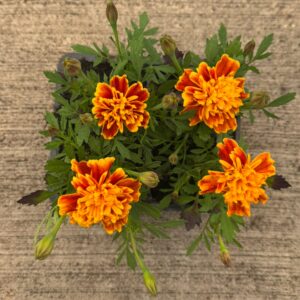 Pack tagetes