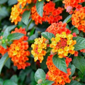 Lantana
