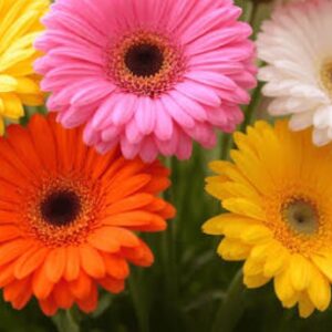 Verbena