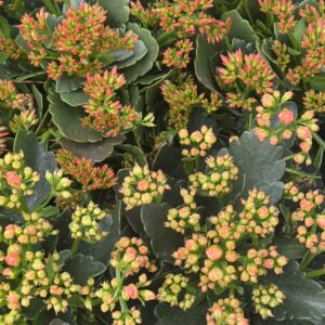 Kalanchoe