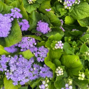 Ageratum