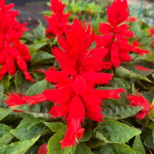 Salvia