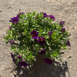 Calibrachoa