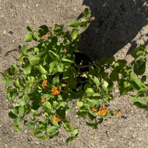 Lantana grande