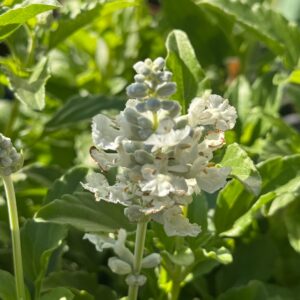 Salvia blanca