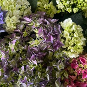 Hortensia grandes
