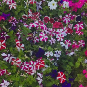 15 petunias