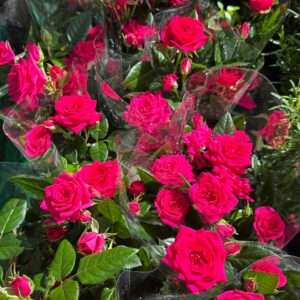 Rosal mini