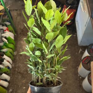 Laurel mini
