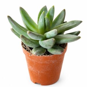 Suculenta mini