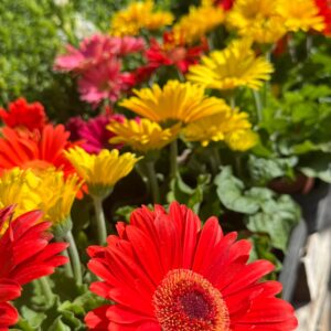Gerbera