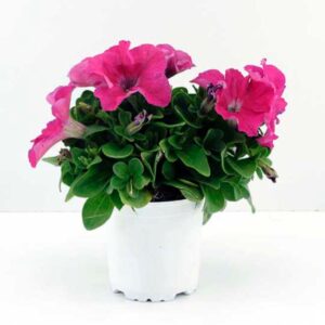 Petunia