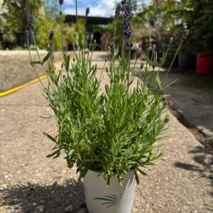 Lavanda Angustifolia