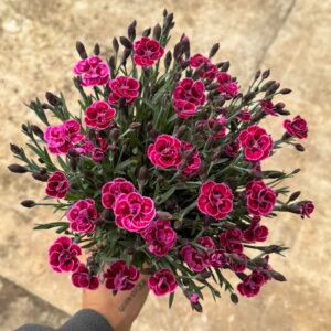 Clavel B