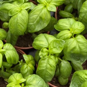 Albahaca
