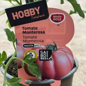 Tomate INJ grande