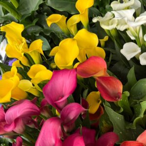 Calas colores