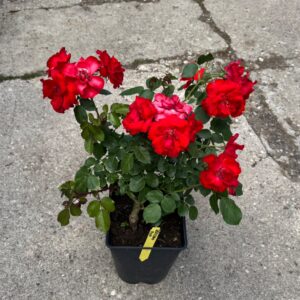 ROSAL pie bajo 6L