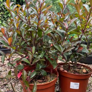 Photinias