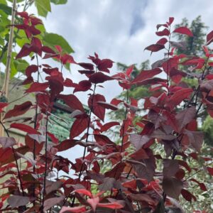 Prunos