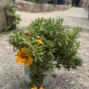 Portulaca
