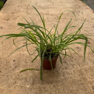 Citronella