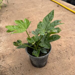 Aralia mini