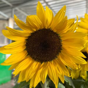 Girasol Hornamental