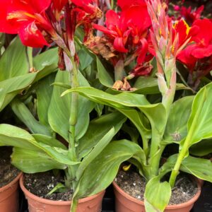 Canna pequeña