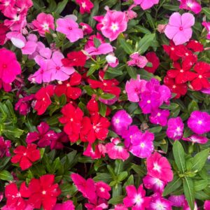 Vinca
