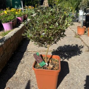 Coprosma