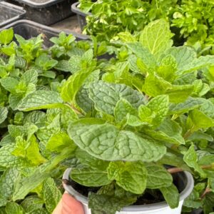 Menta