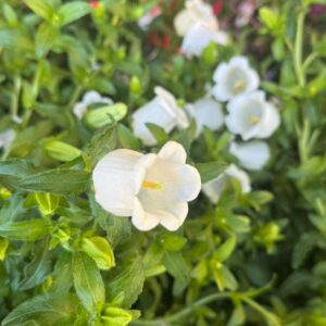 Campanula