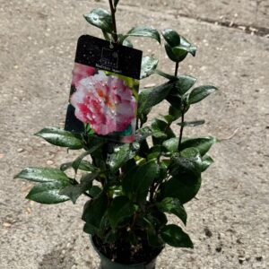 Camelia mediana