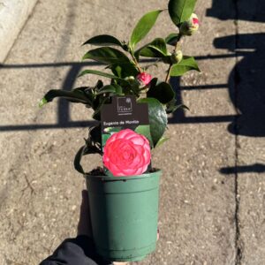 Camelia pequeña