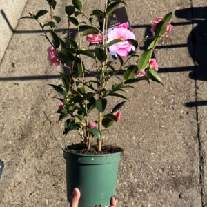 Camelia mediana